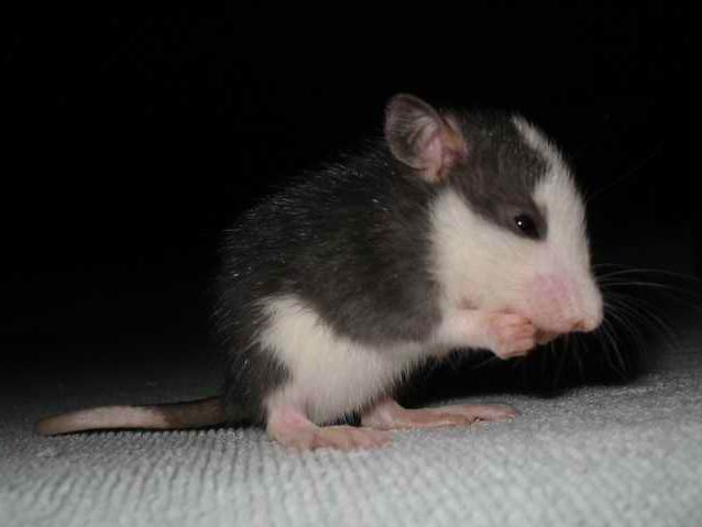 RAT