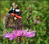 Rusałka admirał  (Vanessa atalanta)