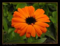 Marigold