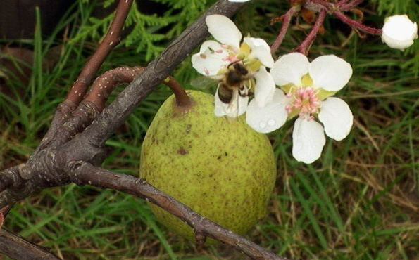 Szalona gruhca