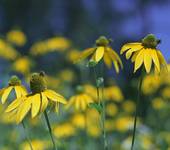 Rudbekie