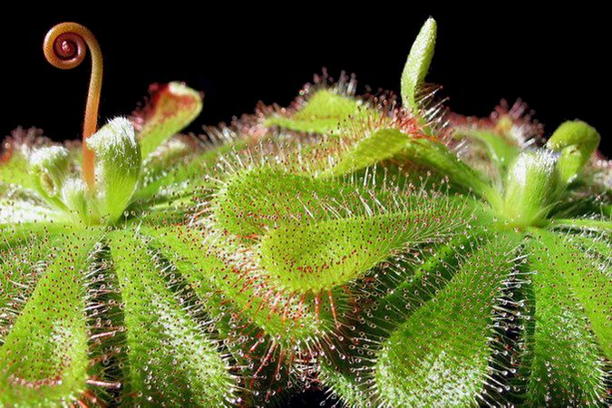 Drosera aliciae