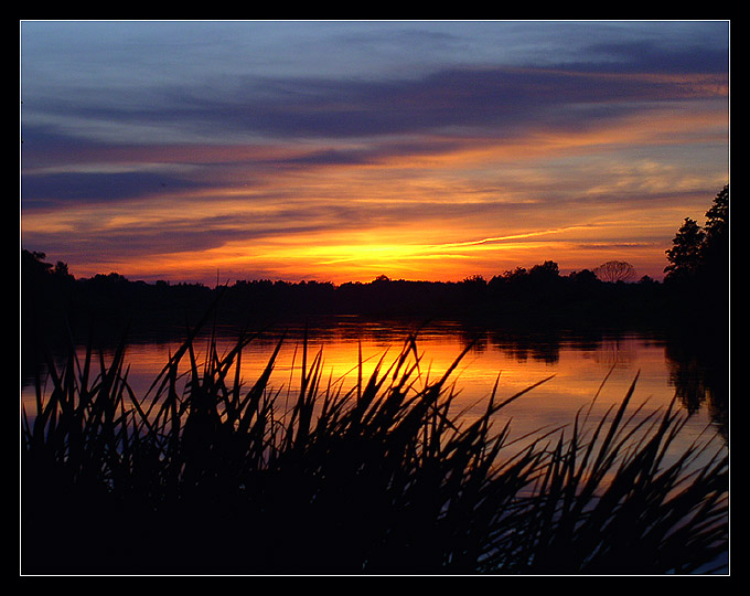 Narew