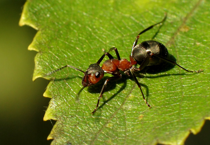 Mrówka rudnica (Formica rufa)