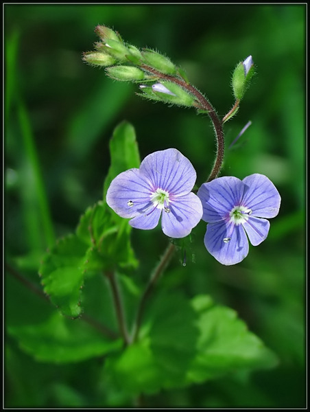 Przetacznik ożankowy (Veronica chamaedrys)