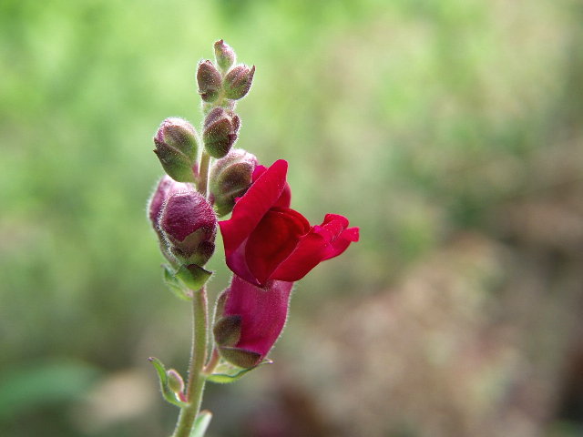 1-ANTIRRHINUM MAJUS - lwia paszcza, wyżlin większy