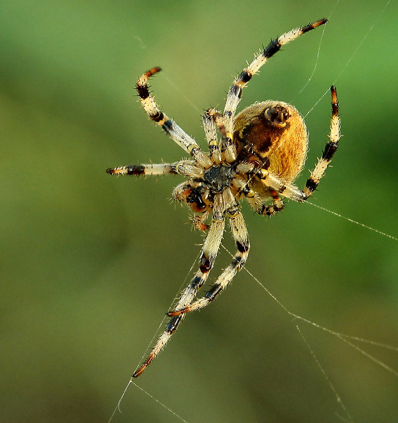 Krzyżak ogrodowy (Areneus diadematus)