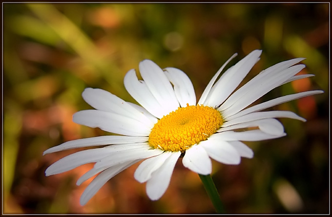 Jastrun właściwy (Chrysanthemum leucanthemum)