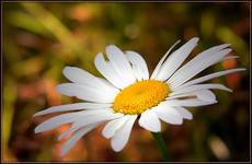 Jastrun właściwy (Chrysanthemum leucanthemum)