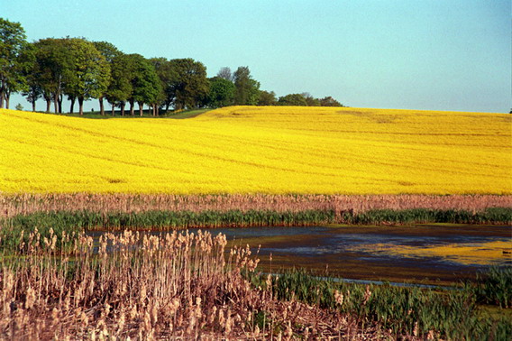 Słoneczne pole