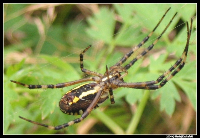 Tygrzyk paskowany (Argiope bruennichi) :D