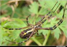 Tygrzyk paskowany (Argiope bruennichi) :D