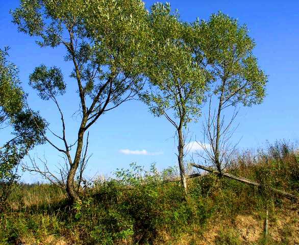 Bieszczady III