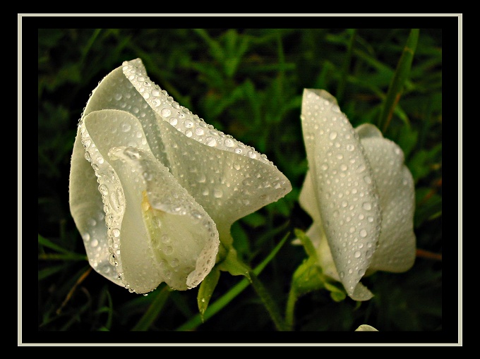 wet flowers