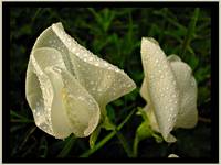 wet flowers