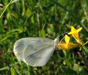 Wietek gorycznik (Leptidea sinapis) - samica