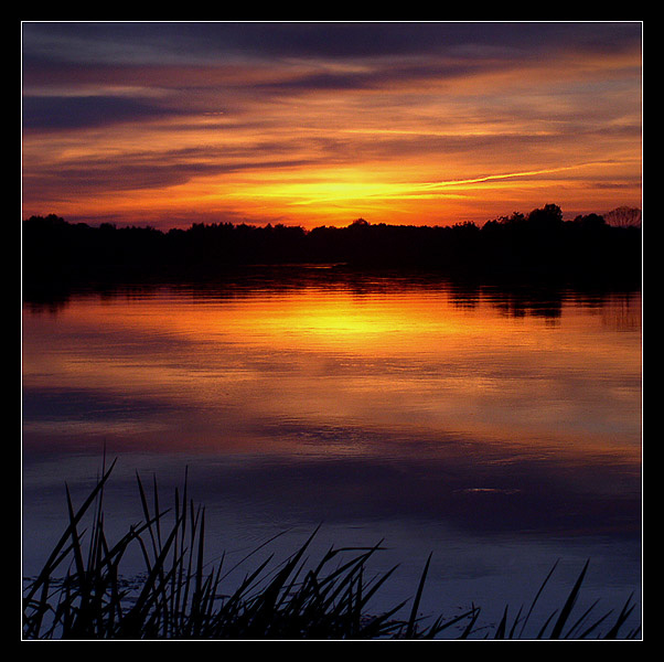 Narew