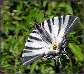 Paź żeglarz (Iphiclides podalirius)