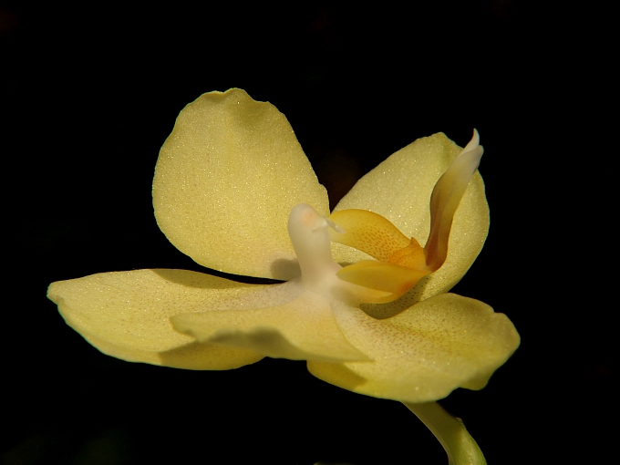 orchidea