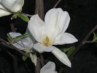 Magnolia