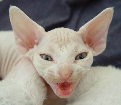 Devon Rex