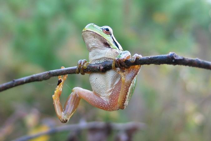 Hyla arborea - Rzekotka drzewna