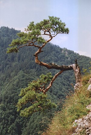 Sokolica - Pieniny