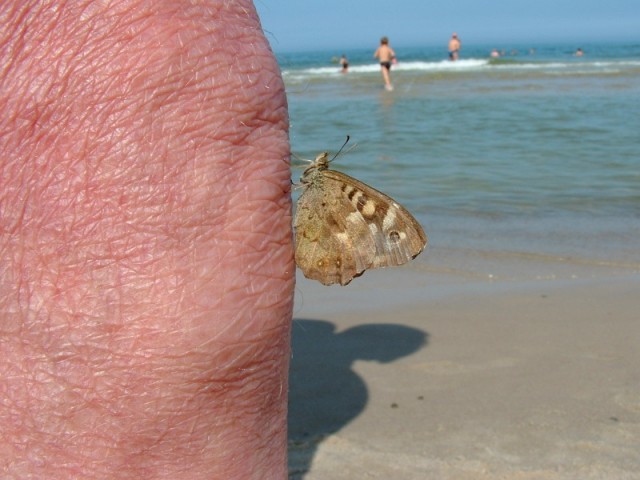 Stary człowiek i motyl