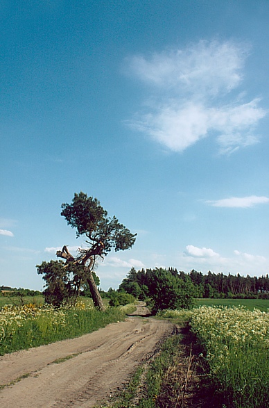 Polskie drogi