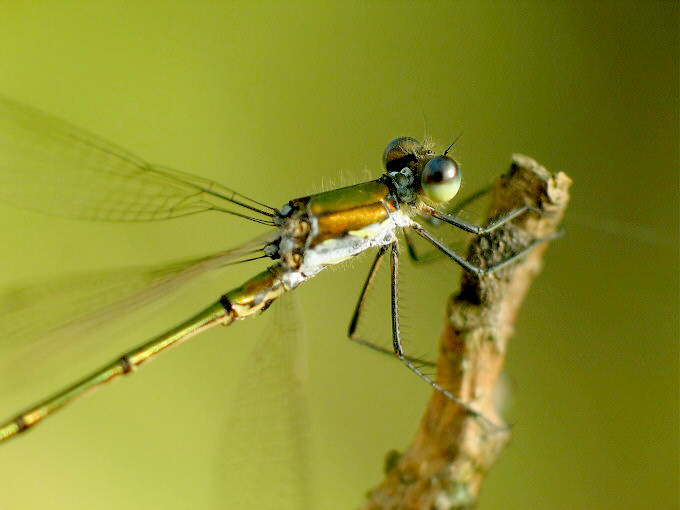 Pałątka pospolita (Lestes sponsa)