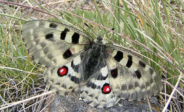 Syberyjski motyl