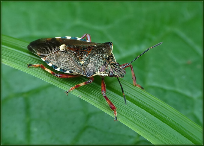 Tarczówka rudonoga (Pentatoma rufipes)