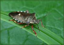 Tarczówka rudonoga (Pentatoma rufipes)