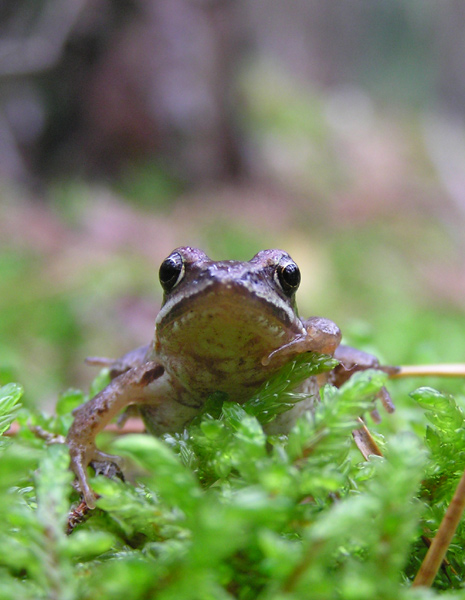 Mały obserwator