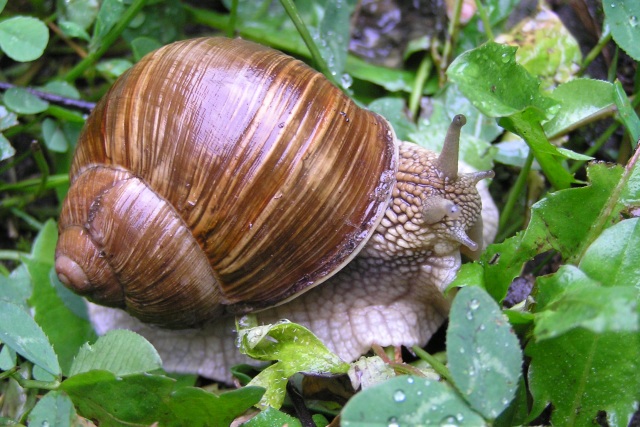 Helix pomatia