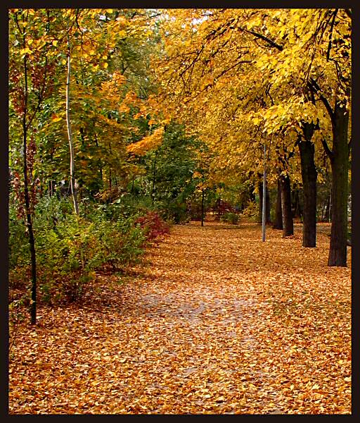 jesień idzie przez park