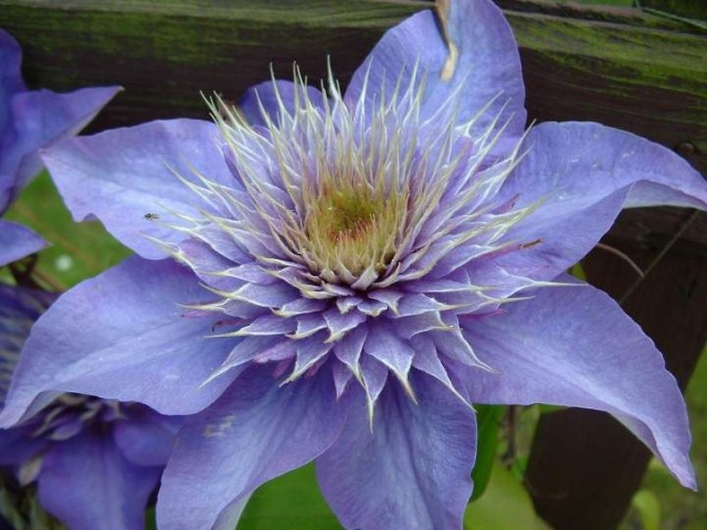 Clematis