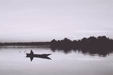 Narew