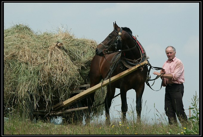 ..sianobranie..