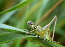 Łatczyn brodawnik (Decticus verrucivorus)