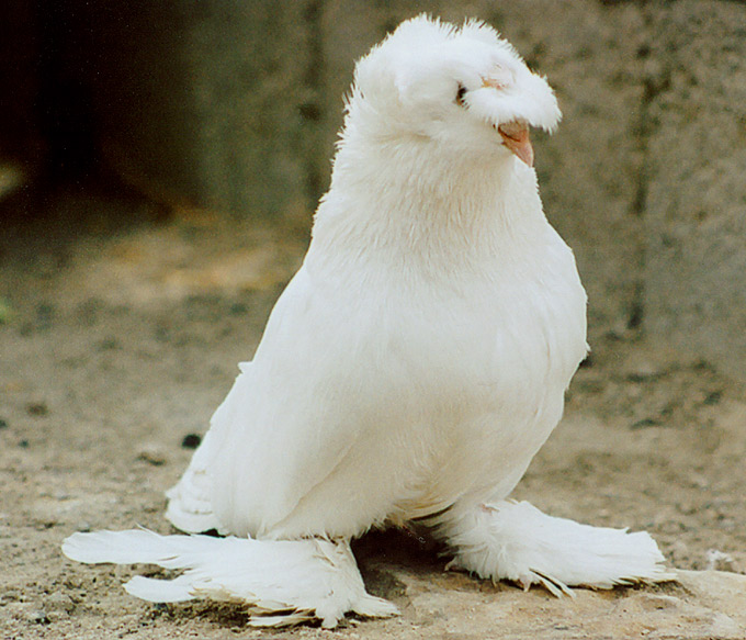 una paloma blanca