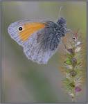 Strzępotek ruczajnik (Coenonympha pamphilus)