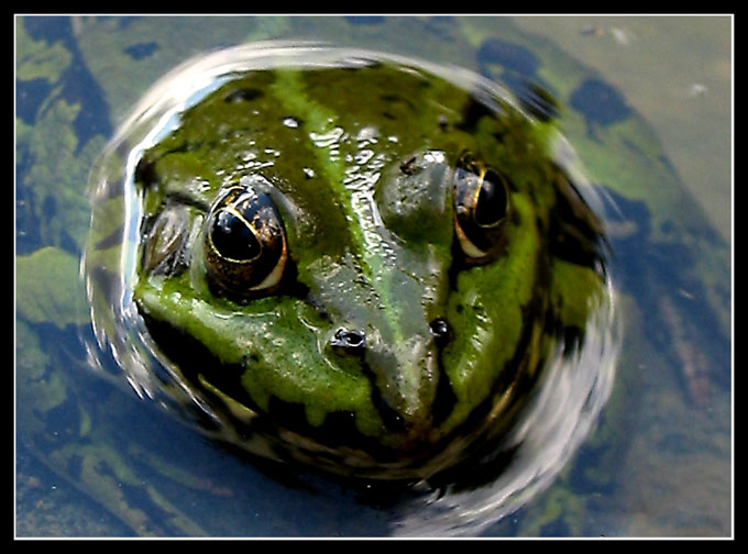 frog