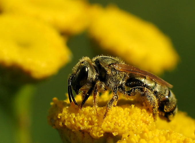 Pszczoła miodna (Apis mellifera)