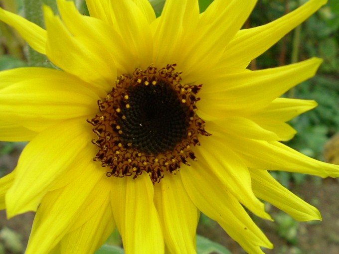 Sunflower