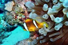 Red sea anemonefish