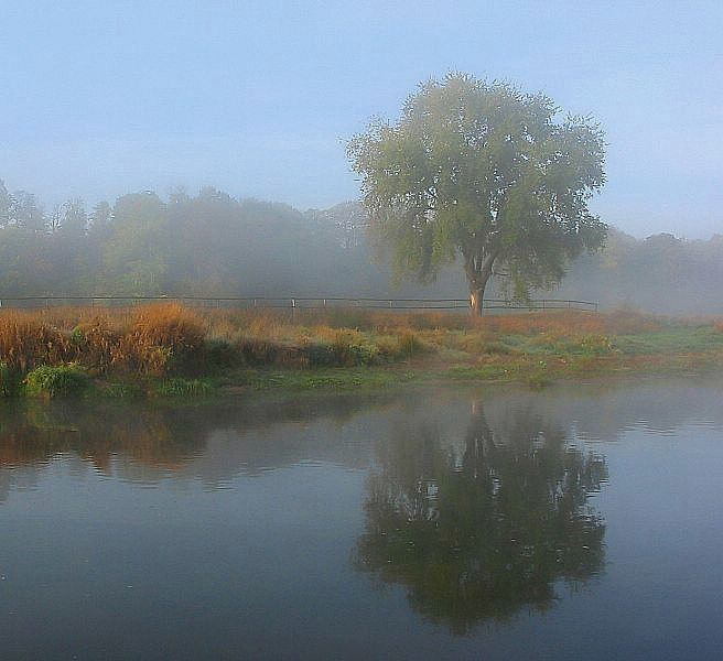 zamglone drzewo nad rz. Odrą