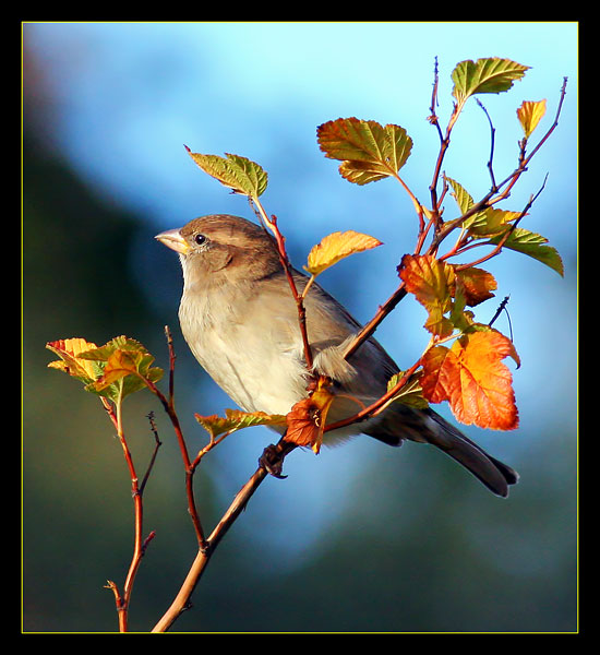 Passer Domesticus