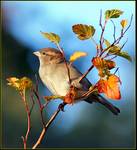 Passer Domesticus