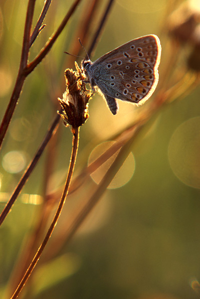 Motyl